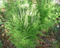 osmunda regalis 4-10.jpg